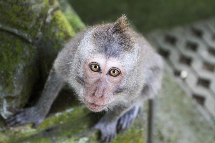 Monkey forest, Ubud, Bali