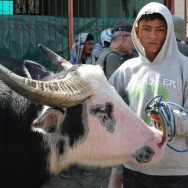Mercedes Buffalo, Sulawesi