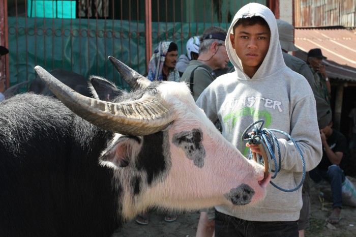 Mercedes Buffalo, Sulawesi