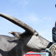 Buffalo, Sulawesi