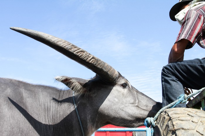 Buffalo, Sulawesi