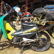 Pig transport, Sulawesi