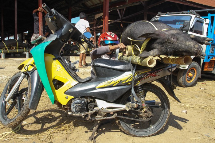 Pig transport, Sulawesi