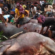 Slaughtering of sacrificed buffalos, Sulawesi