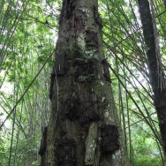The baby tree, Sulawesi