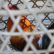 Cockfighting in Amed, Bali