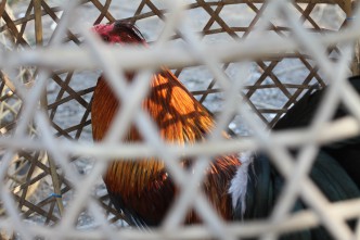 Cockfighting in Amed, Bali